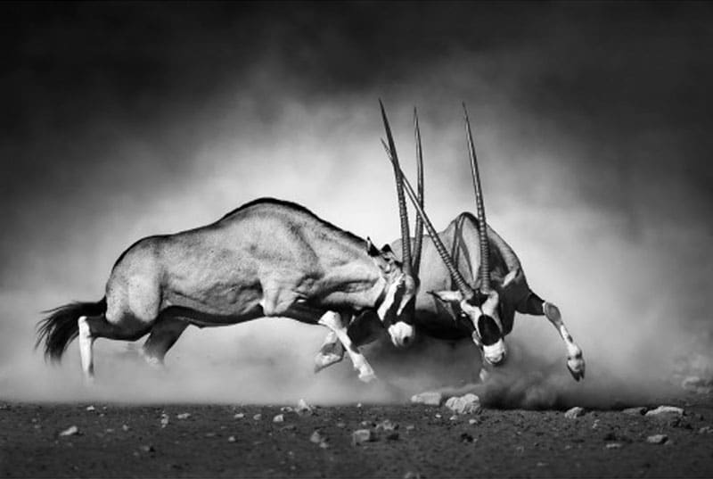 GEMSBOCKAR poster 50x70cm - Bild 2