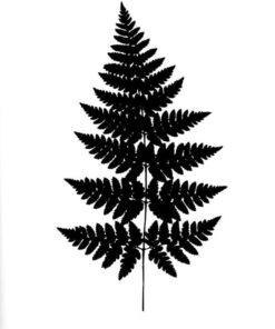 Alternative view of Ormbunksblad (Lager)