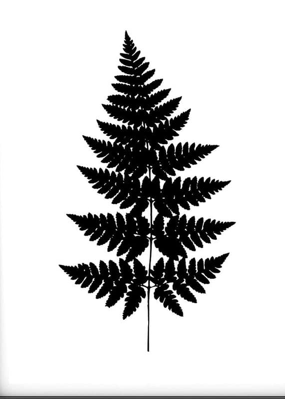 Ormbunksblad 50x70cm - Bild 2