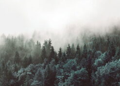 Alternative view of SKOG I DIMMAN poster 50x70cm