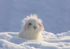 Snö Kanin - Bild 3