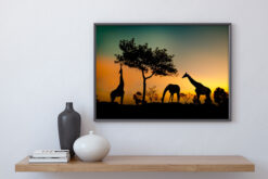 Silhuett av giraffer i solnedgång poster - Bild 3