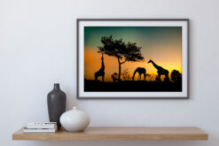 Silhuett av giraffer i solnedgång poster - Bild 4