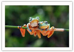 Alternative view of The frogs poster