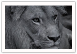 Lejon profil poster - Bild 5