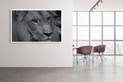 Lejon profil poster - Bild 4