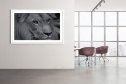 Lejon profil poster - Bild 3